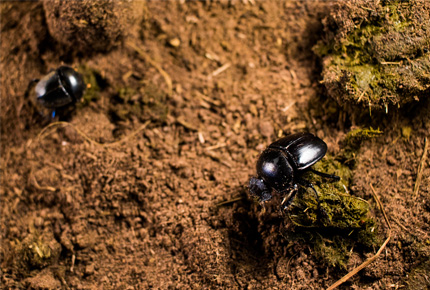 Dung beetles at YeboGogga 2017